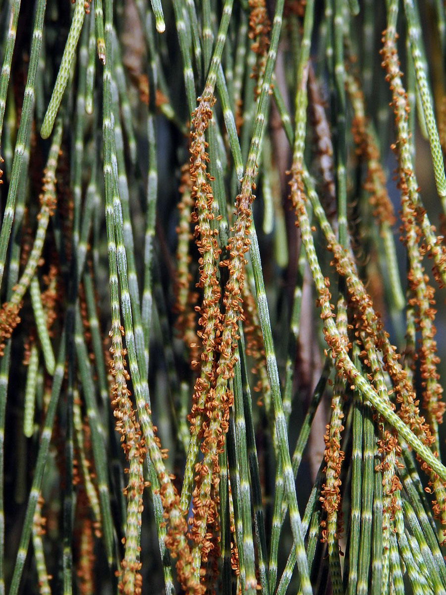 Přesličník přesličkolistý (Casuarina equisetifolia L.)