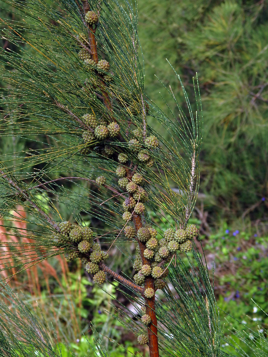 Přesličník přesličkolistý (Casuarina equisetifolia L.)