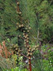 Přesličník přesličkolistý (Casuarina equisetifolia L.)