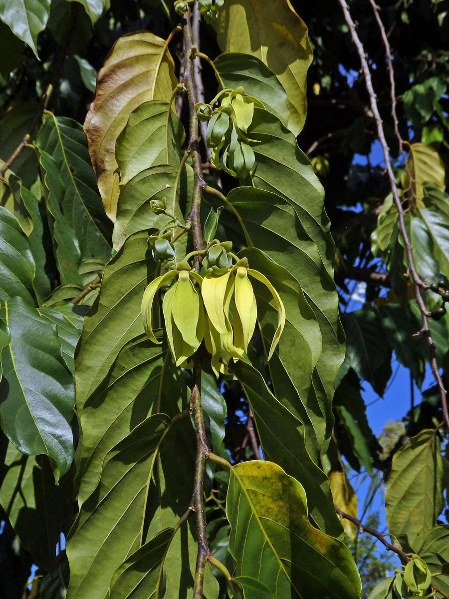 Kananga (Cananga odorata (Lam.) Hook. f. & T. Thomson)