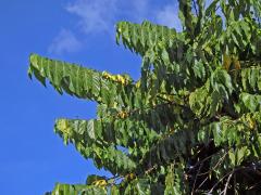 Kananga (Cananga odorata (Lam.) Hook. f. & T. Thomson)