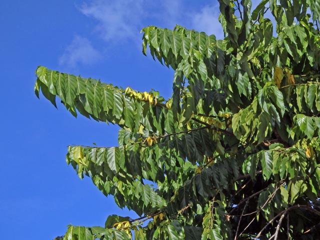 Kananga (Cananga odorata (Lam.) Hook. f. & T. Thomson)