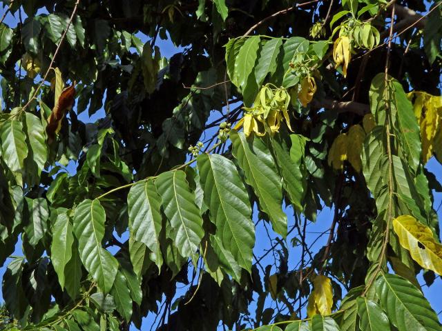 Kananga (Cananga odorata (Lam.) Hook. f. & T. Thomson)