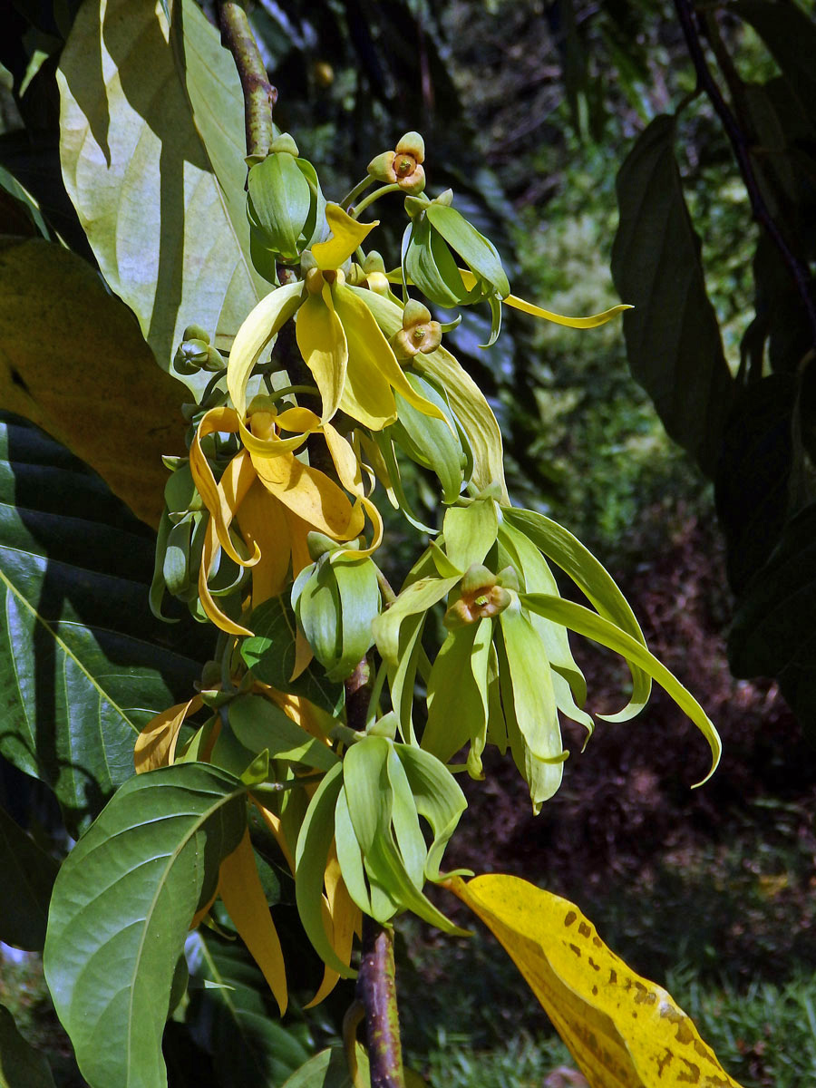 Kananga (Cananga odorata (Lam.) Hook. f. & T. Thomson)