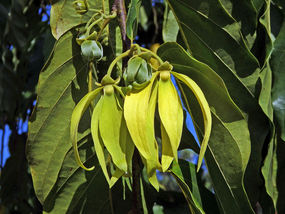 Kananga (Cananga odorata (Lam.) Hook. f. & T. Thomson)