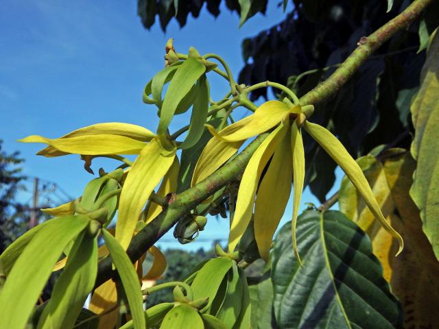 Kananga (Cananga odorata (Lam.) Hook. f. & T. Thomson)