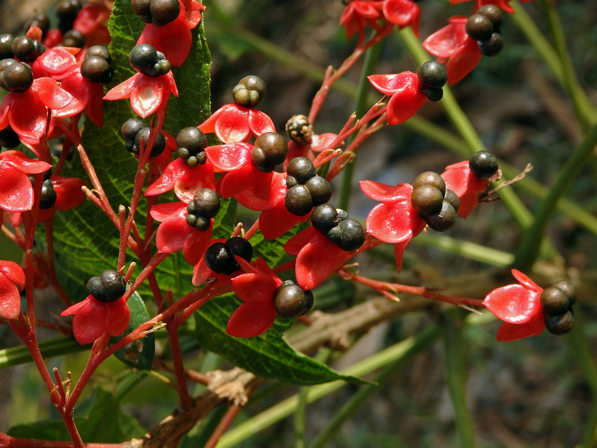 Clerodendrum paniculatum L.