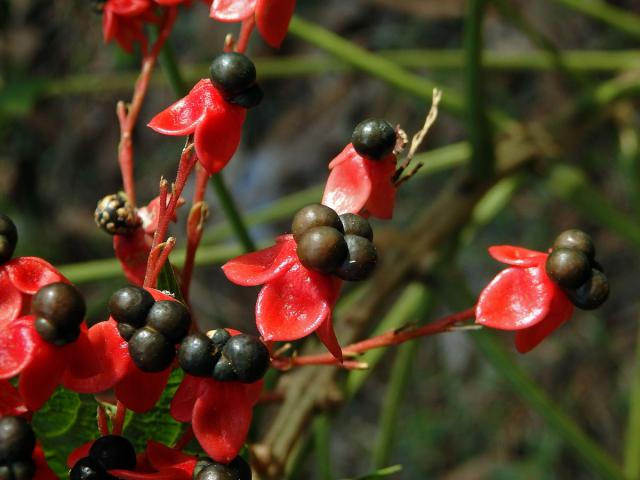 Clerodendrum paniculatum L.