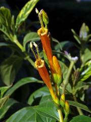 Sanchezie (Sanchezia nobilis Hook.)