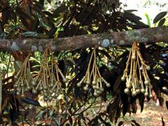 Durian (Durio Adans.)