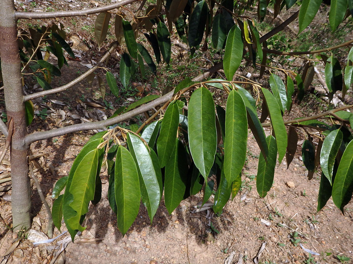 Durian cibetkový (Durio zibethinus Murray)