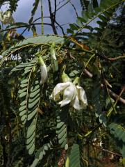 Sesbánie velkokvětá (Sesbania grandiflora (L.) Poir.)