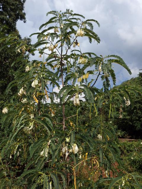 Sesbánie velkokvětá (Sesbania grandiflora (L.) Poir.)