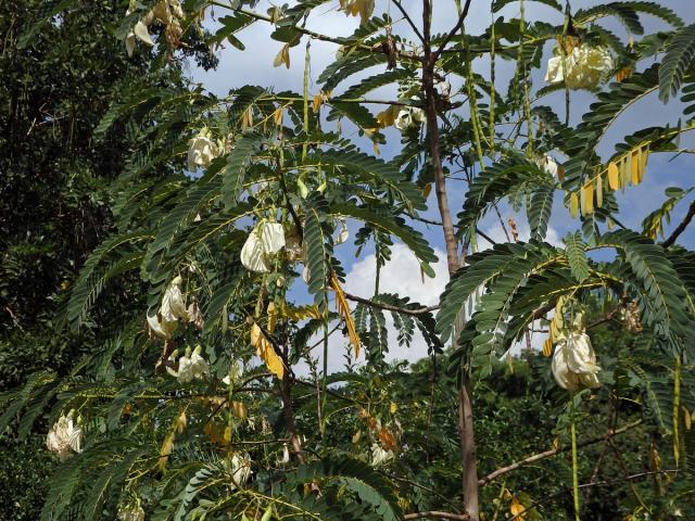 Sesbánie velkokvětá (Sesbania grandiflora (L.) Poir.)