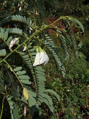 Sesbánie velkokvětá (Sesbania grandiflora (L.) Poir.)