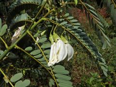 Sesbánie velkokvětá (Sesbania grandiflora (L.) Poir.)