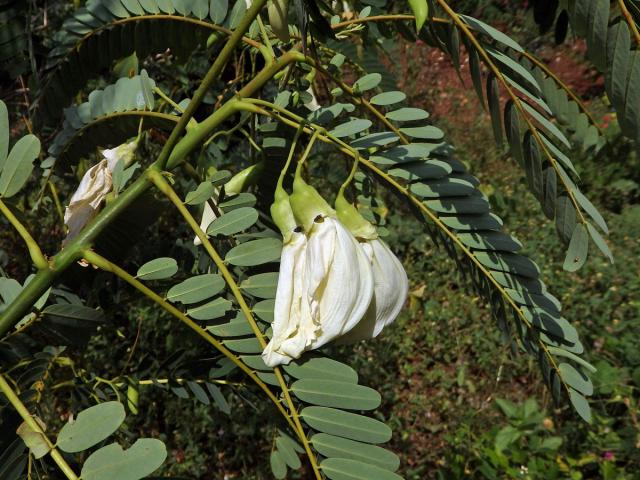 Sesbánie velkokvětá (Sesbania grandiflora (L.) Poir.)