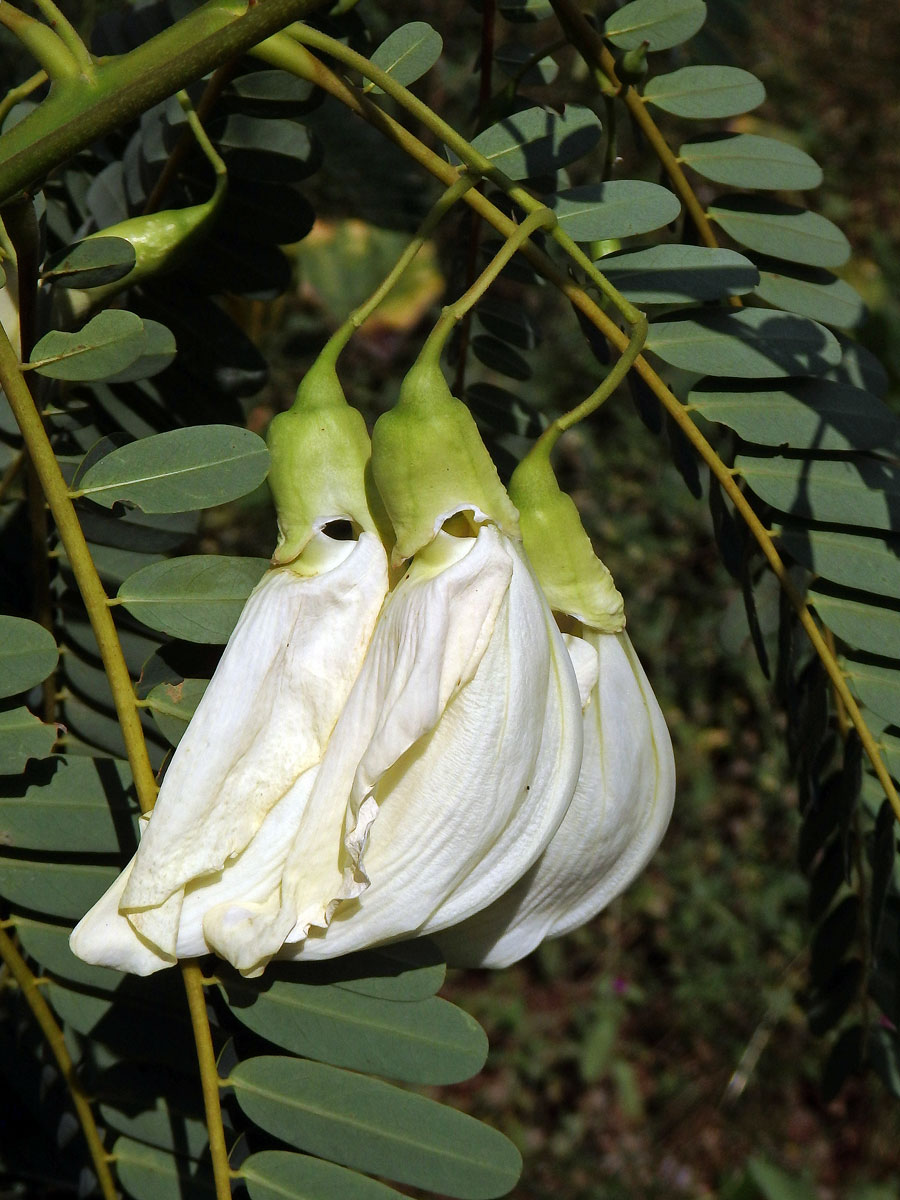 Sesbánie velkokvětá (Sesbania grandiflora (L.) Poir.)