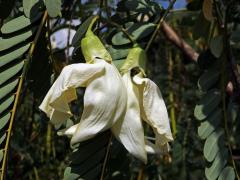 Sesbánie velkokvětá (Sesbania grandiflora (L.) Poir.)