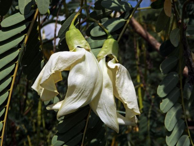 Sesbánie velkokvětá (Sesbania grandiflora (L.) Poir.)