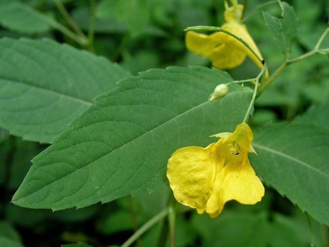 Netýkavka nedůtklivá (Impatiens noli-tangere L.)