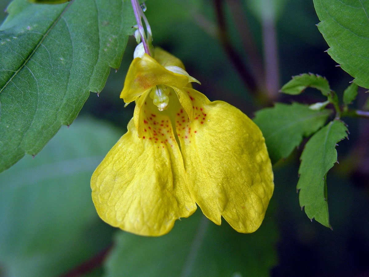 Netýkavka nedůtklivá (Impatiens noli-tangere L.)