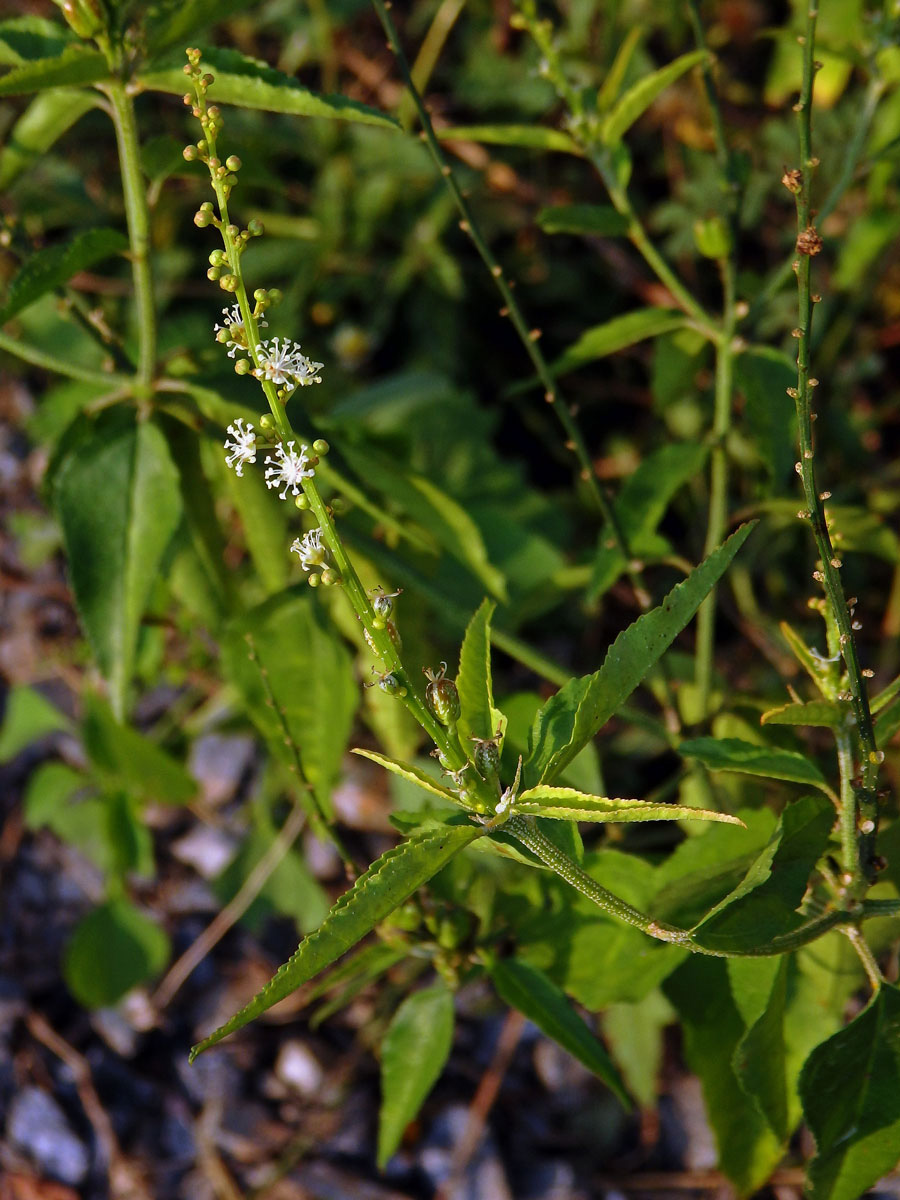 Croton bonplandianus Baill.