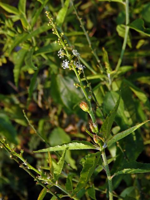 Croton bonplandianus Baill.