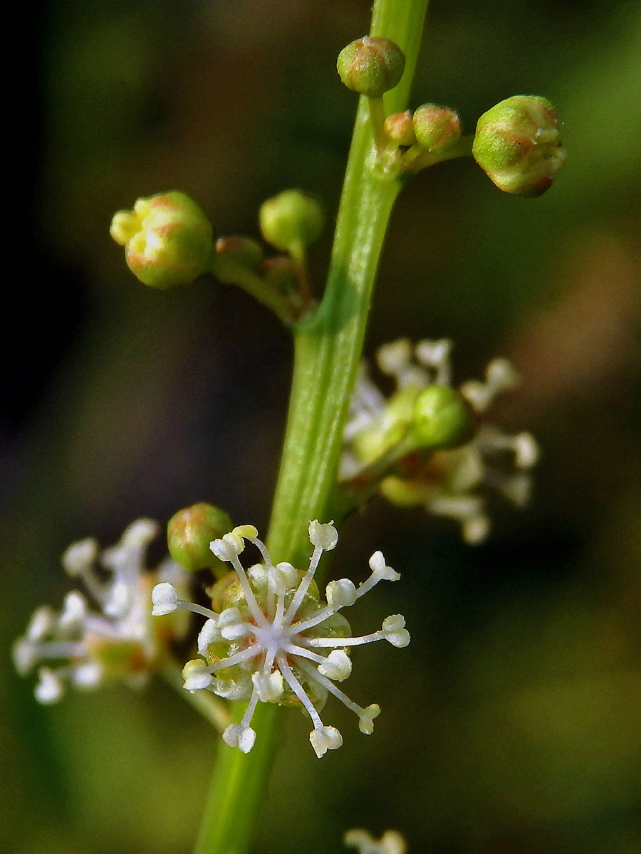 Croton bonplandianus Baill.