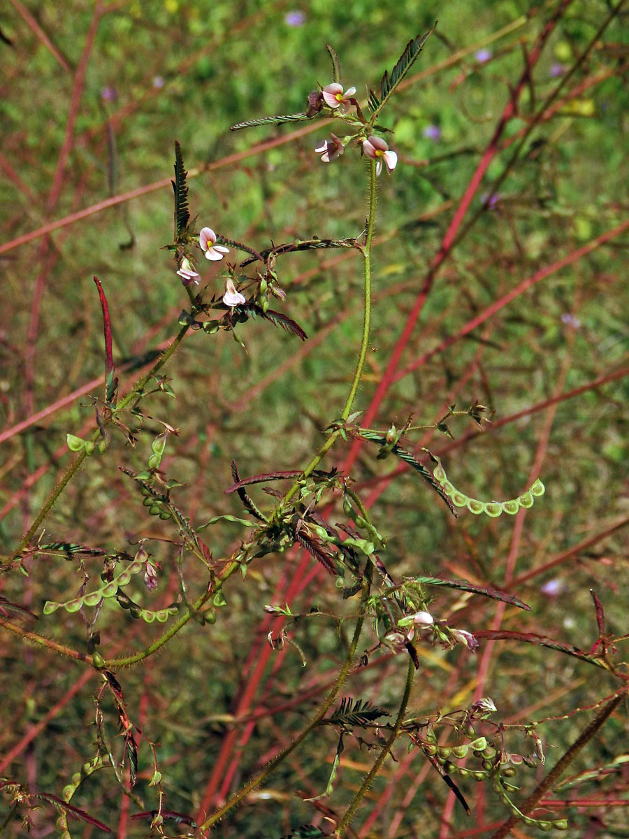 Choulostice (Aeschynomene americana L.)