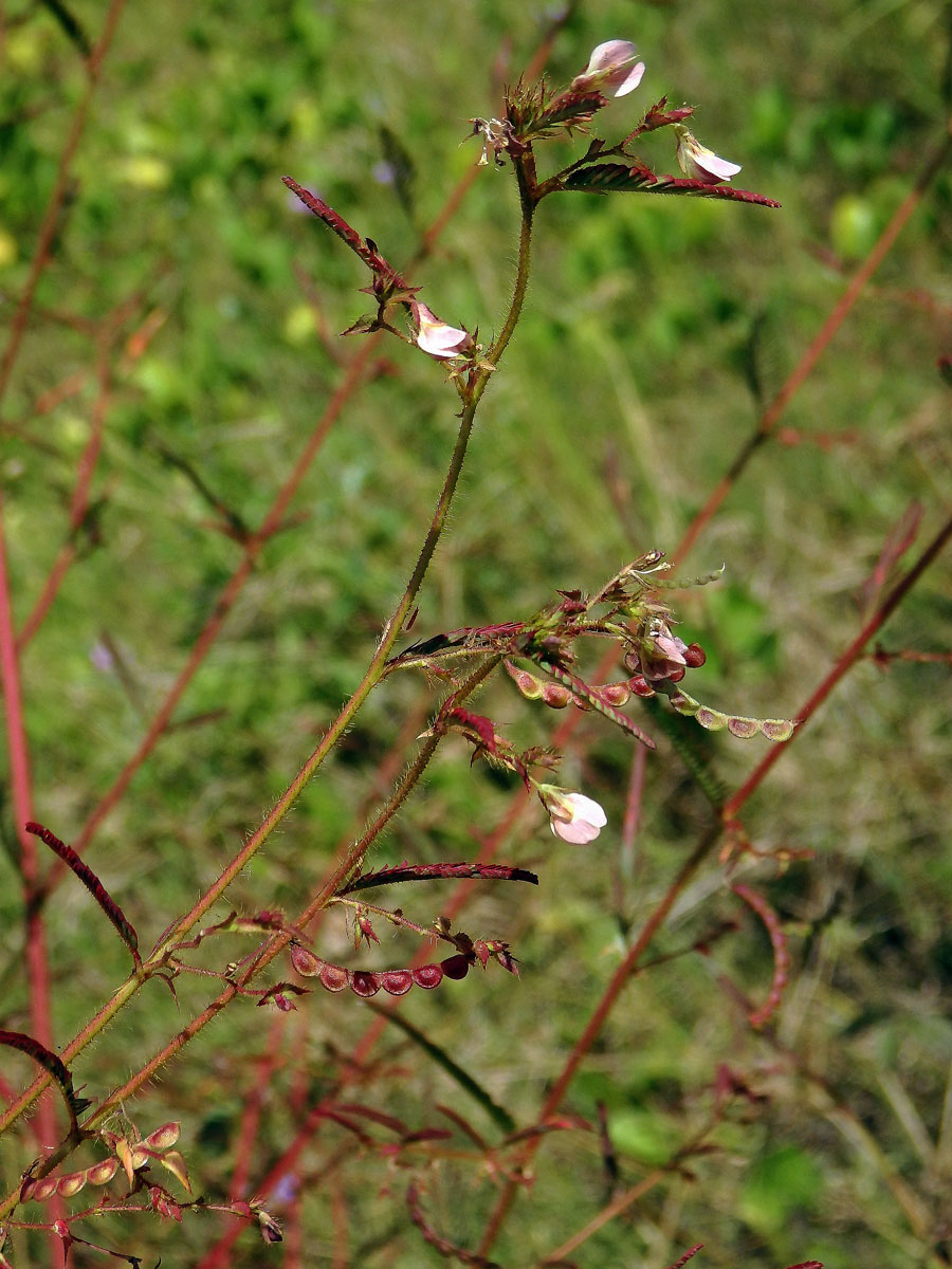 Choulostice (Aeschynomene americana L.)