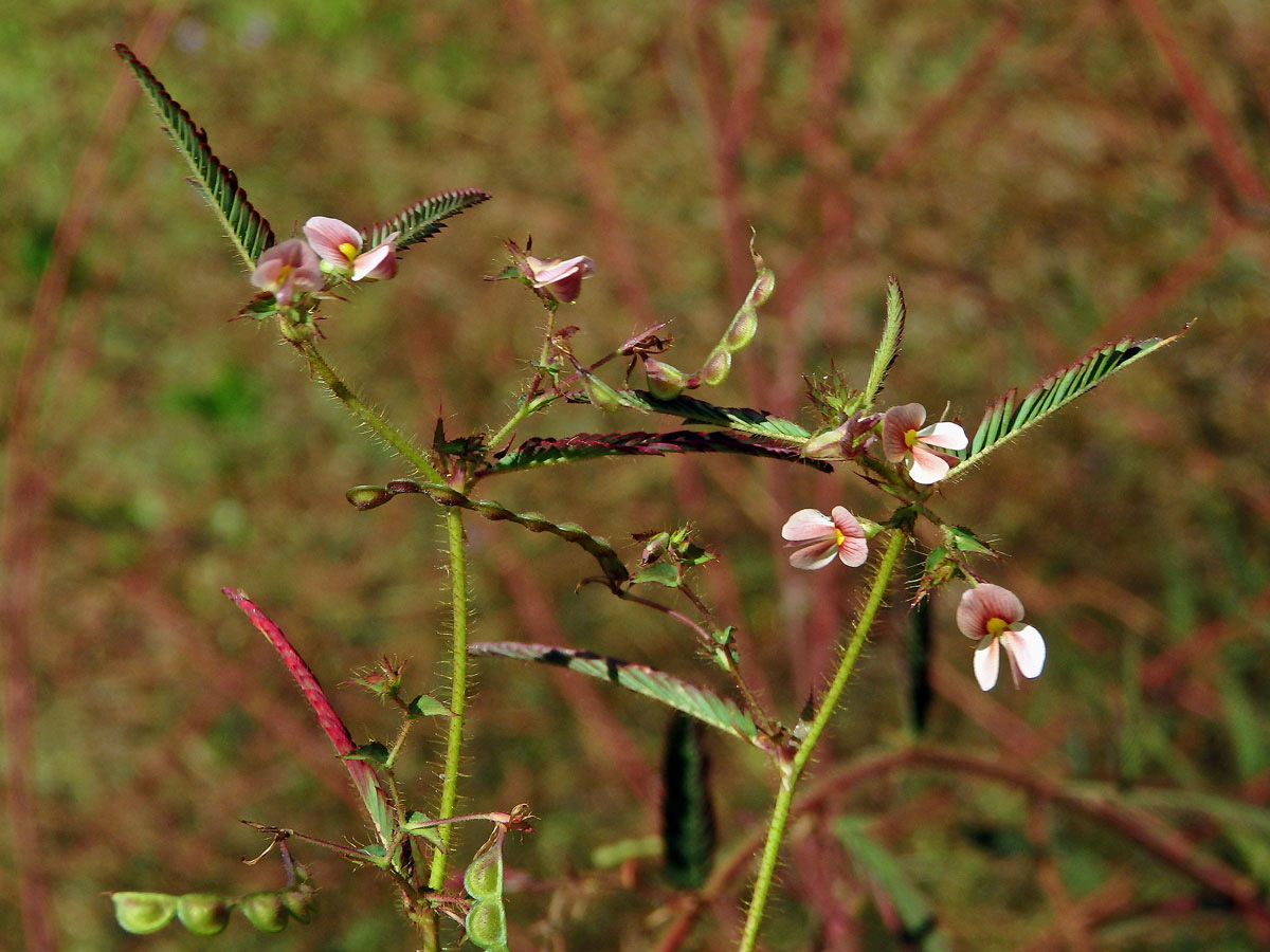 Choulostice (Aeschynomene americana L.)