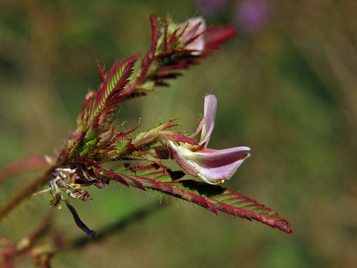 Choulostice (Aeschynomene americana L.)