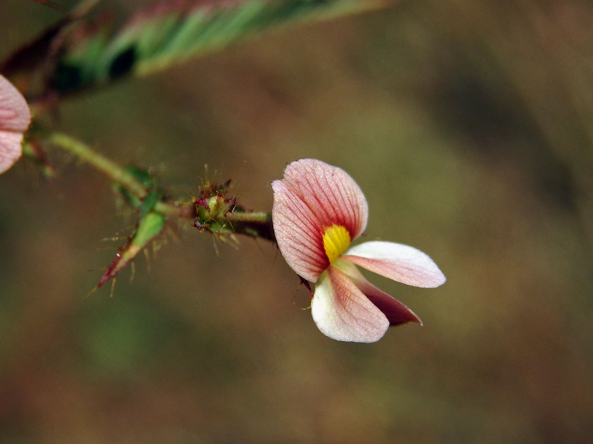 Choulostice (Aeschynomene americana L.)