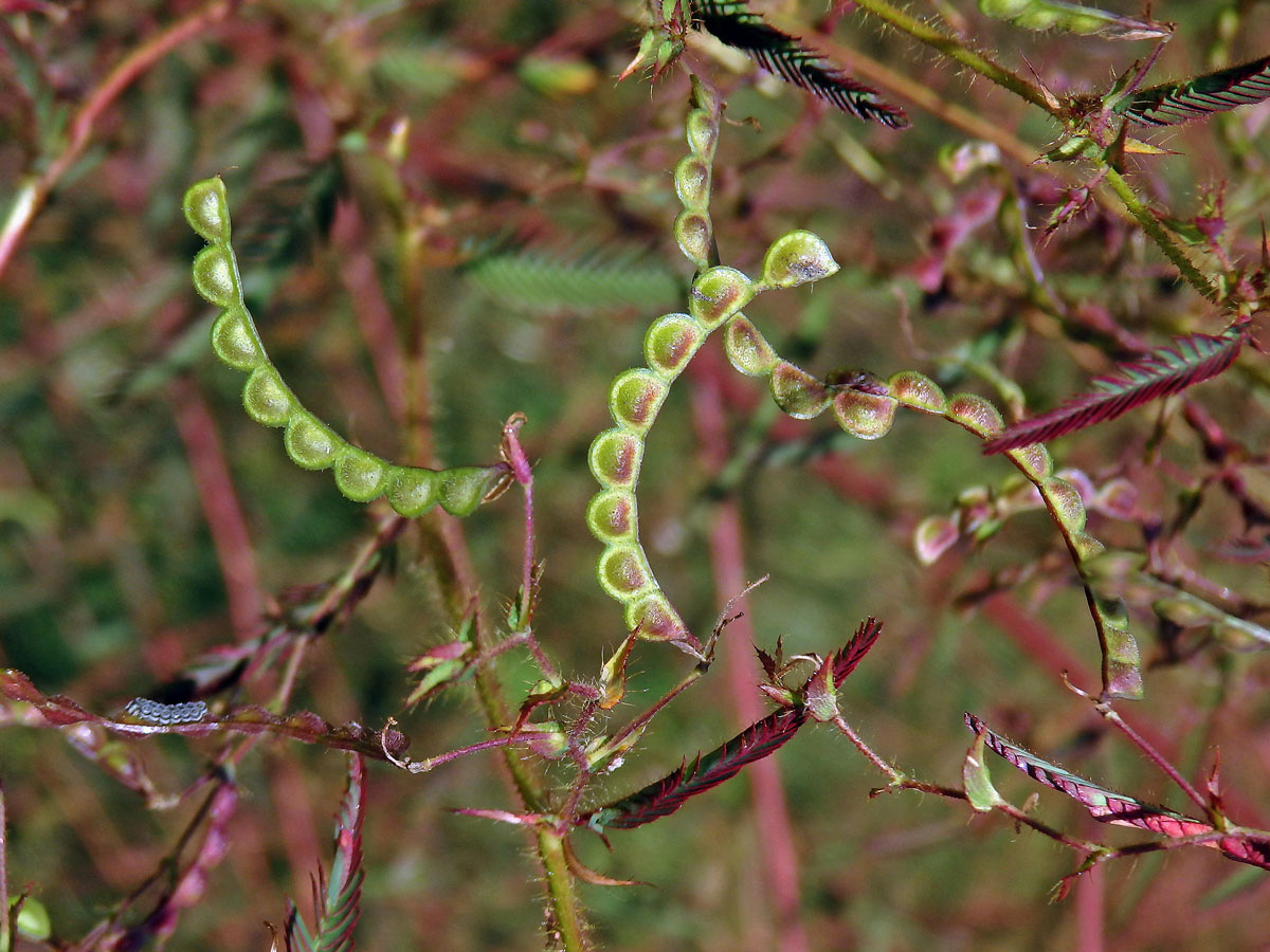 Choulostice (Aeschynomene americana L.)