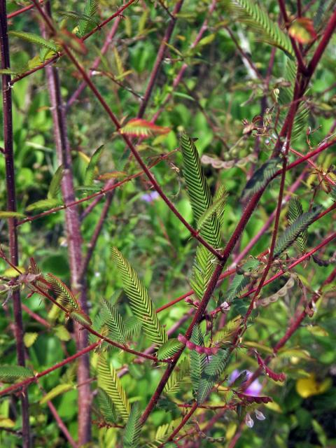 Choulostice (Aeschynomene americana L.)