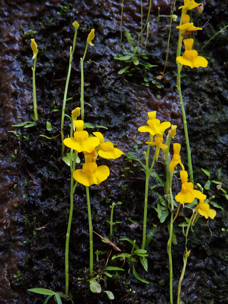 Bublinatka (Utricularia odorata Pellegr.)