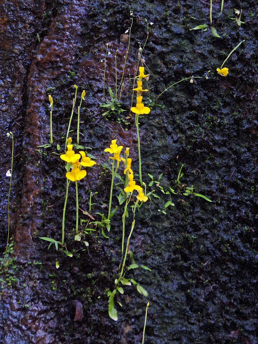 Bublinatka (Utricularia odorata Pellegr.)