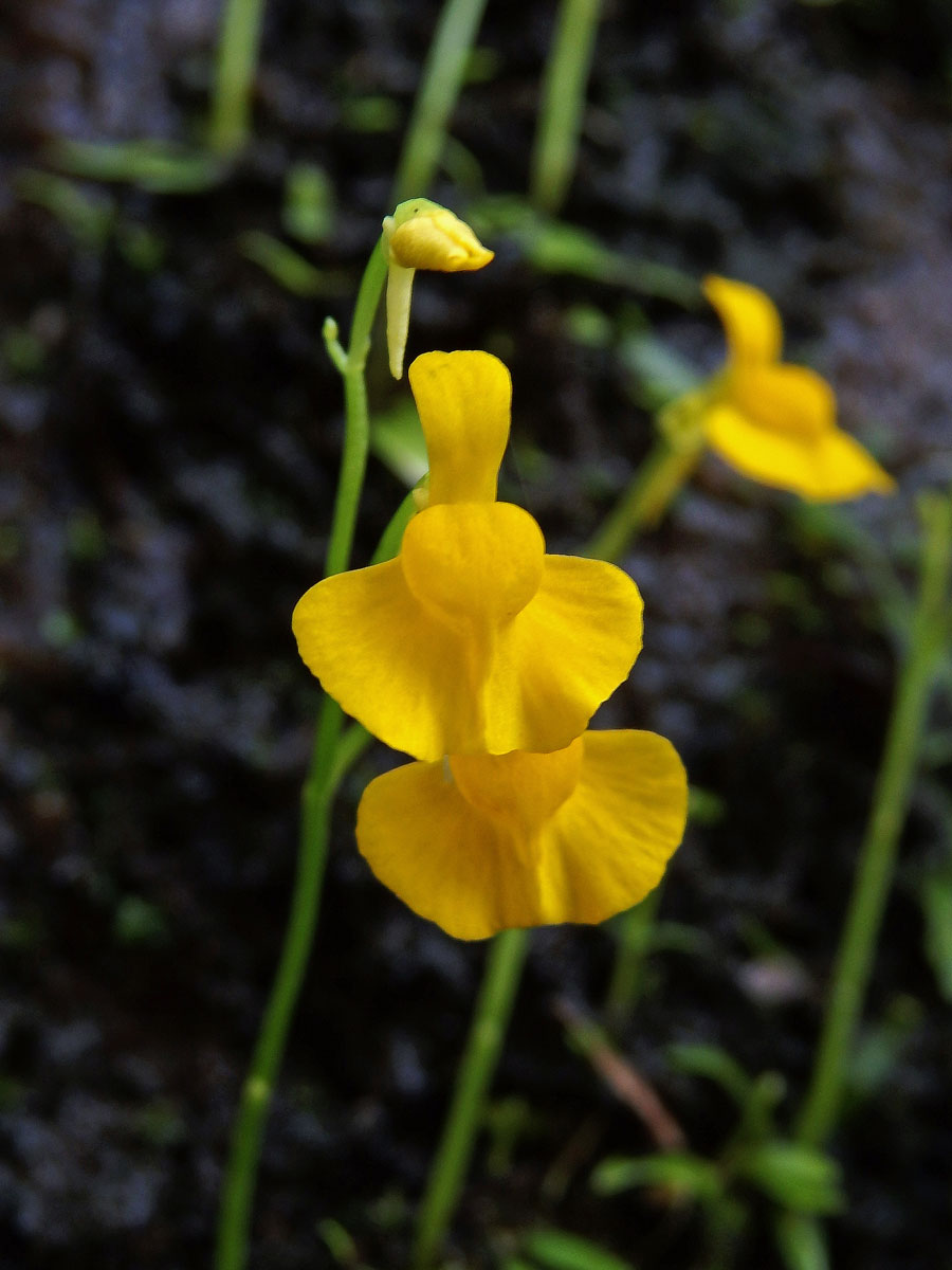 Bublinatka (Utricularia odorata Pellegr.)