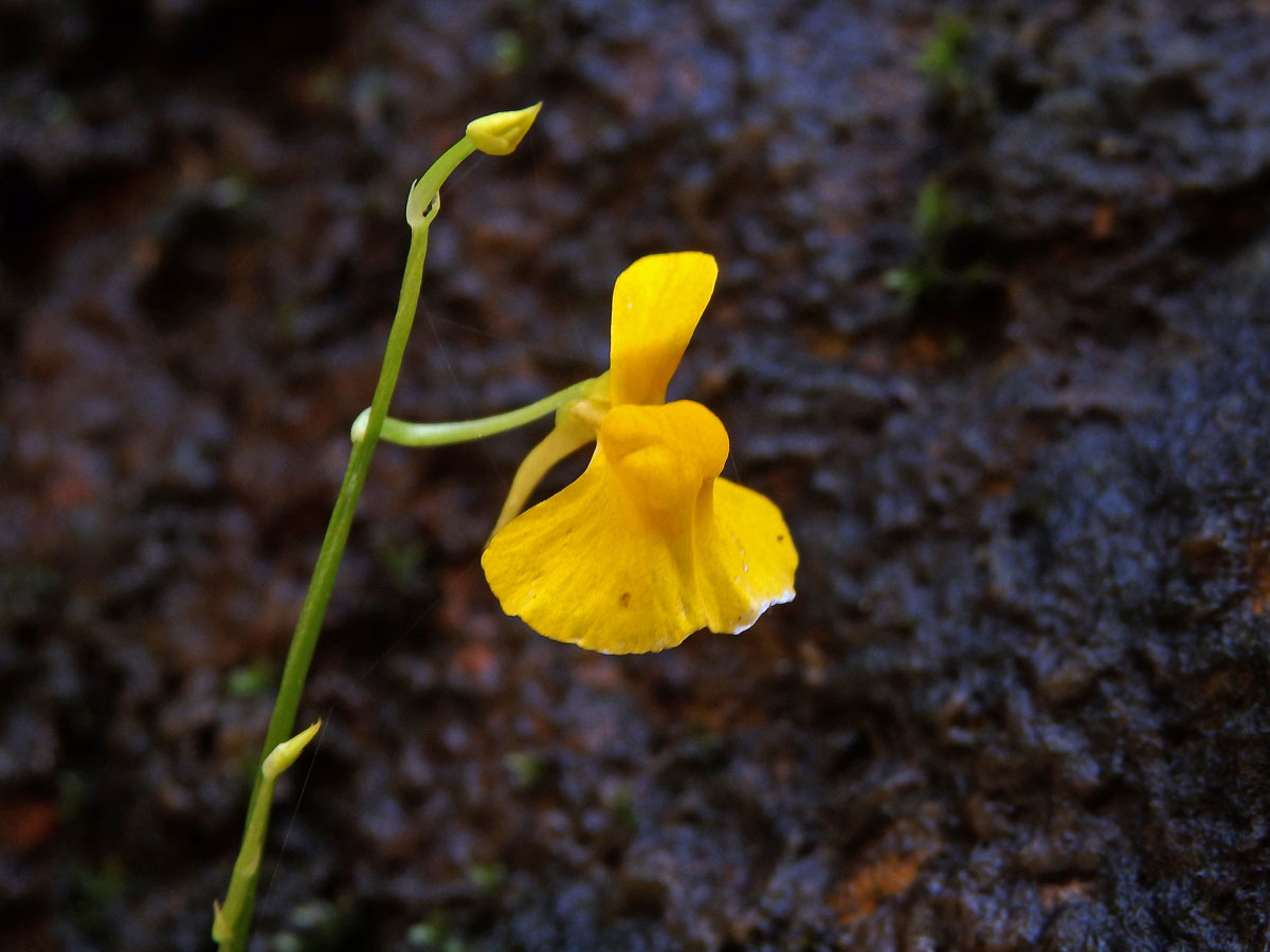 Bublinatka (Utricularia odorata Pellegr.)