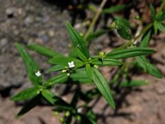 Oldenlandia corymbosa L. 