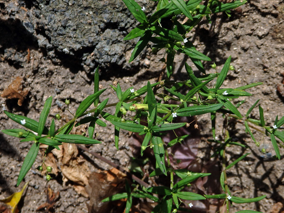 Oldenlandia corymbosa L.