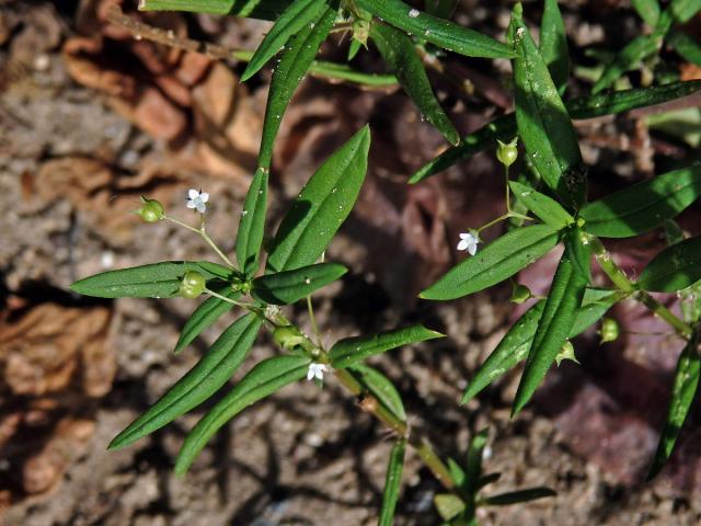 Oldenlandia corymbosa L.