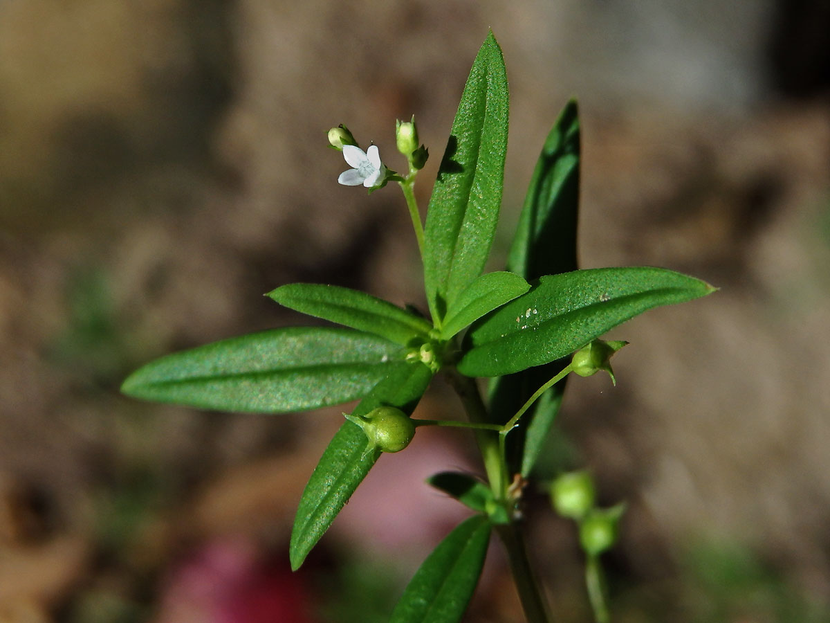 Oldenlandia corymbosa L.