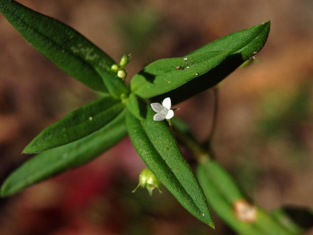 Oldenlandia corymbosa L.