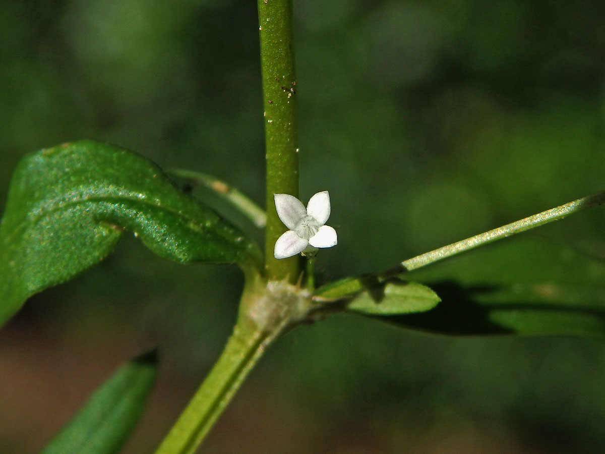 Oldenlandia corymbosa L.