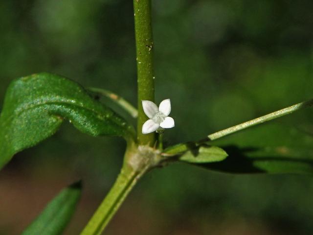 Oldenlandia corymbosa L.