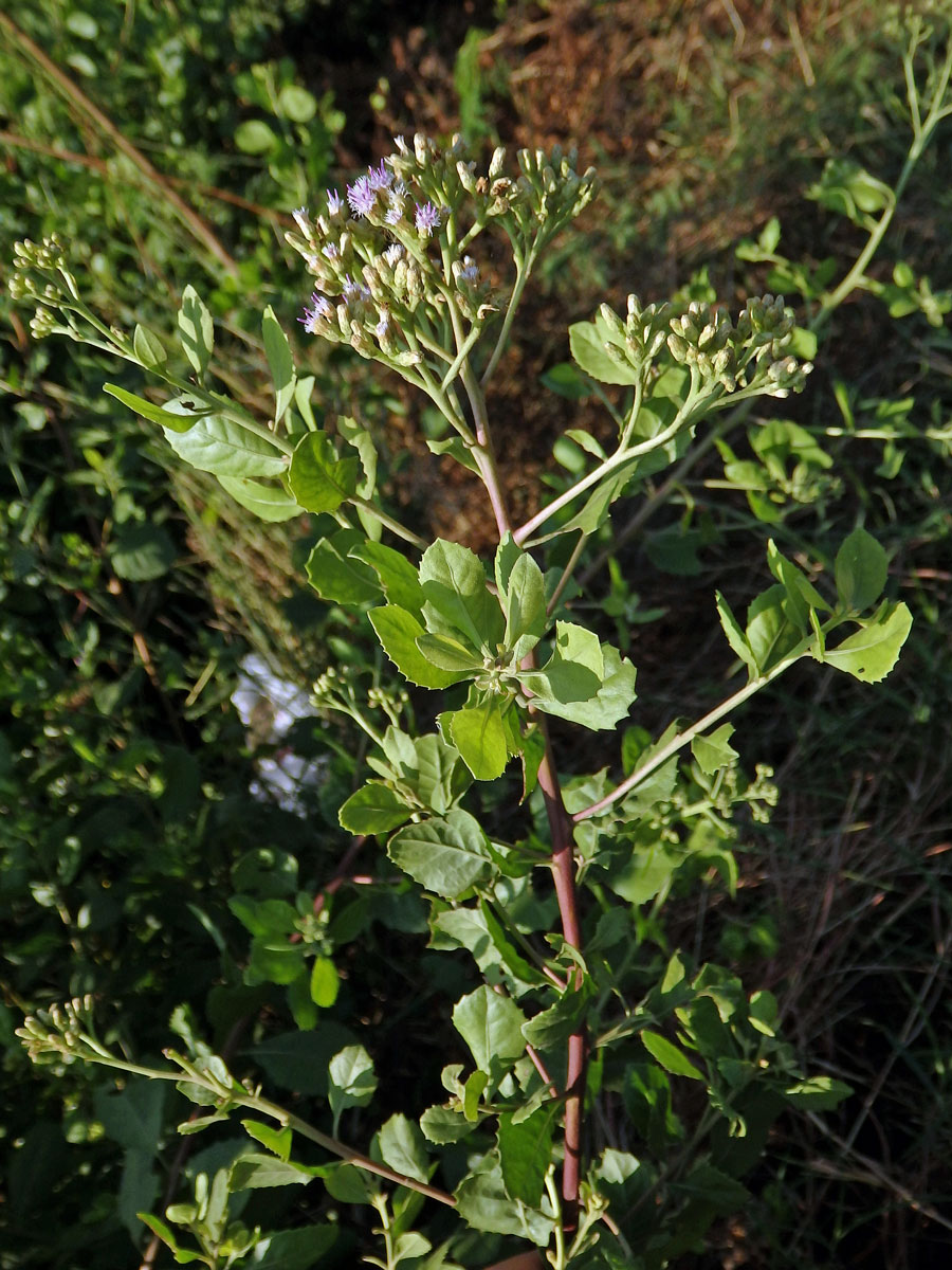 Pluchea indica (L.) Less.