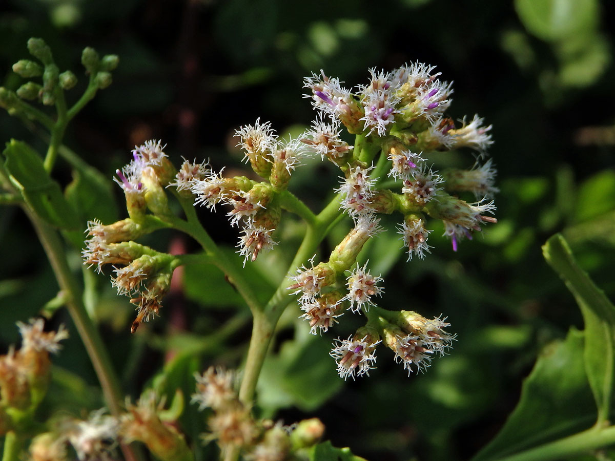 Pluchea indica (L.) Less.