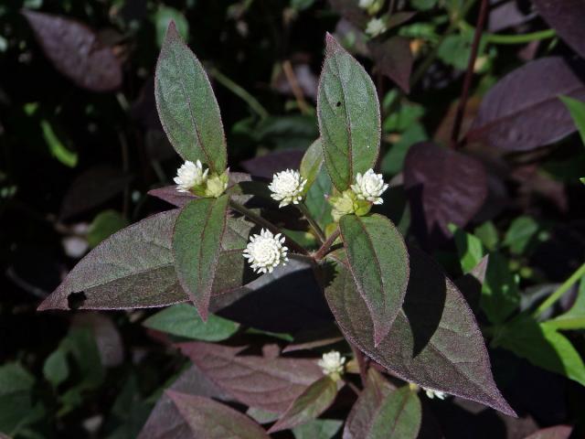 Alternanthera brasiliana (L.) Kuntze